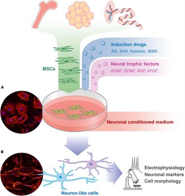 Mesenchymal Stromal Cell Therapy in Spinal Cord Injury: Mechanisms and Prospects